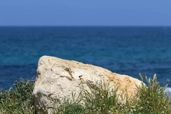北イスラエルの海沿いの都市公園の石 — ストック写真