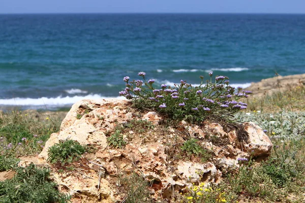 stock image Stones in a city park by the sea in northern Israel