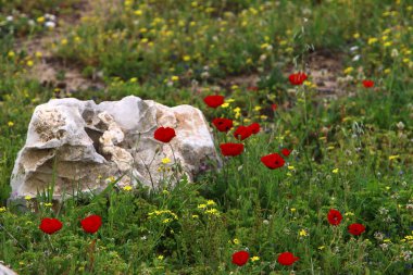 Kuzey İsrail 'de deniz kenarındaki bir şehir parkında taşlar.