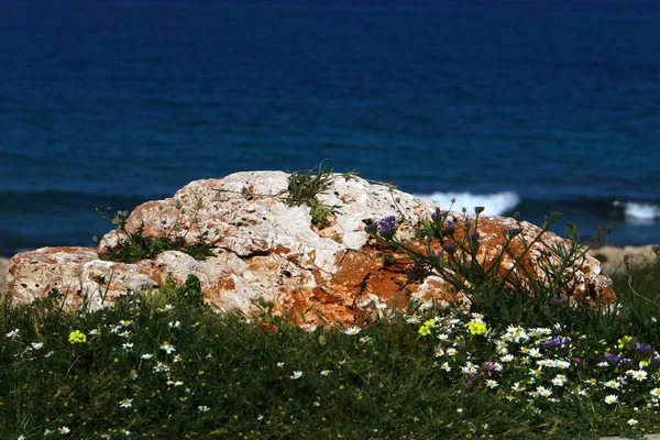 Камни Городском Парке Моря Севере Израиля — стоковое фото