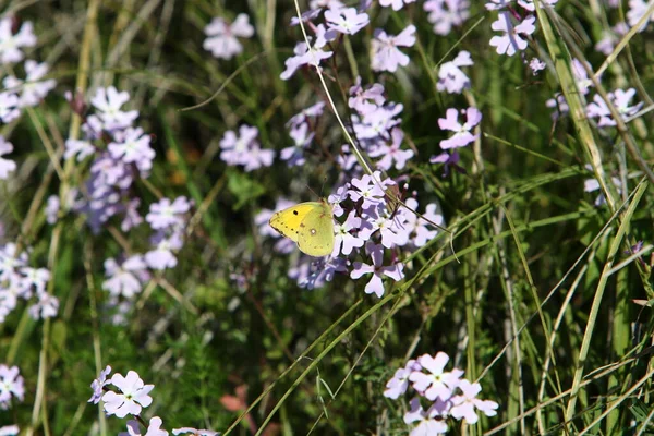 Lepidoptera Bir Çiçeğe Oturur Tatlı Nektar Içer — Stok fotoğraf