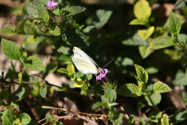 Lepidoptera Sits Flower Drinks Sweet Nectar — Stock Photo, Image