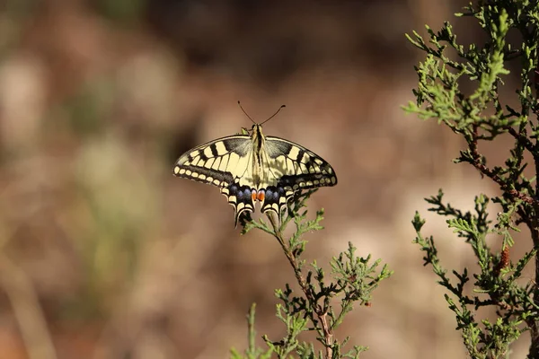 Lepidoptera bir çiçeğe oturur ve tatlı nektar içer..