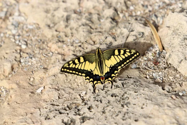 stock image Lepidoptera sits on a flower and drinks sweet nectar.