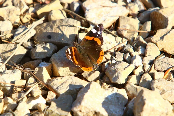 Lepidoptera Sienta Una Flor Bebe Néctar Dulce — Foto de Stock