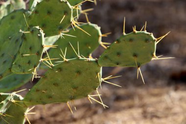 Büyük bir kaktüsün yapraklarında çok keskin iğneler var.. 