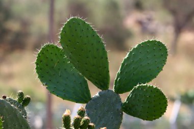 Büyük bir kaktüsün yapraklarında çok keskin iğneler var.. 