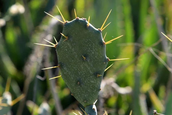 Very sharp needles on the leaves of a large cactus.