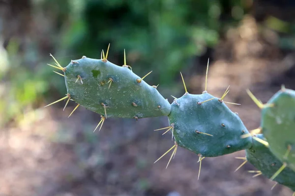 Mycket Vassa Nålar Bladen Stor Kaktus — Stockfoto