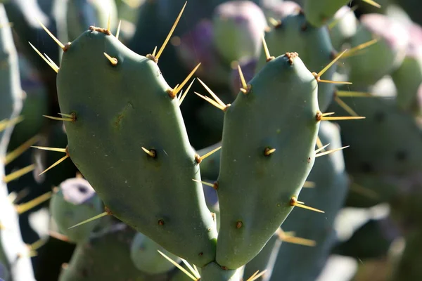 Agujas Muy Afiladas Las Hojas Cactus Grande —  Fotos de Stock