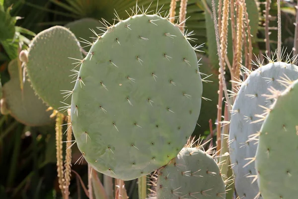 Aiguilles Très Pointues Sur Les Feuilles Gros Cactus — Photo