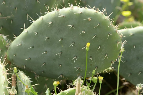 Mycket Vassa Nålar Bladen Stor Kaktus — Stockfoto