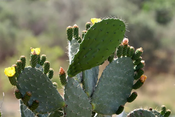 Agujas Muy Afiladas Las Hojas Cactus Grande — Foto de Stock