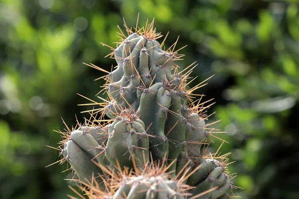 Agujas Muy Afiladas Las Hojas Cactus Grande — Foto de Stock