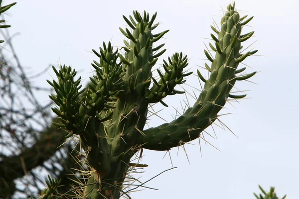 Aiguilles Très Pointues Sur Les Feuilles Gros Cactus — Photo