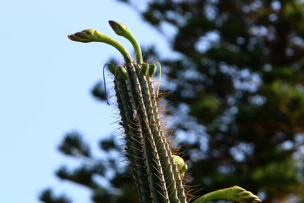 Velmi Ostré Jehly Listí Velkého Kaktusu — Stock fotografie