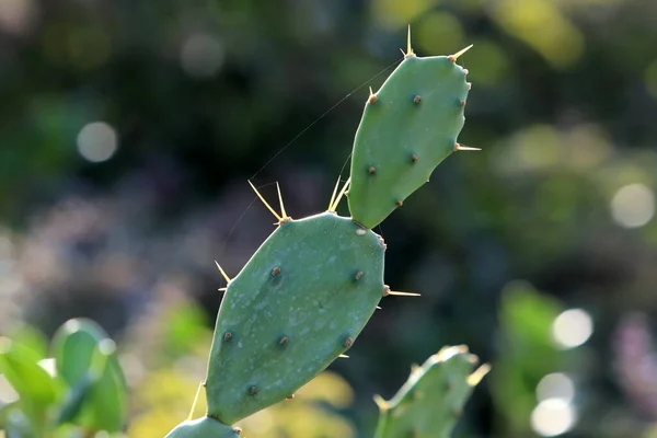 Bardzo Ostre Igły Liściach Dużego Kaktusa — Zdjęcie stockowe