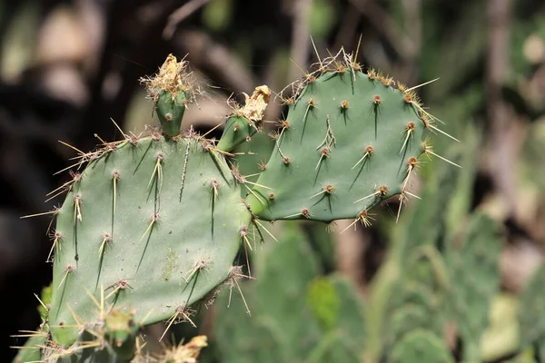 Bardzo Ostre Igły Liściach Dużego Kaktusa — Zdjęcie stockowe