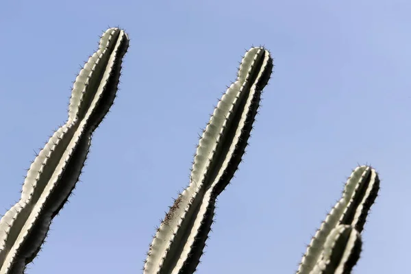 Velmi Ostré Jehly Listí Velkého Kaktusu — Stock fotografie