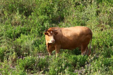 Bir inek sürüsü ormanda otluyor.. 