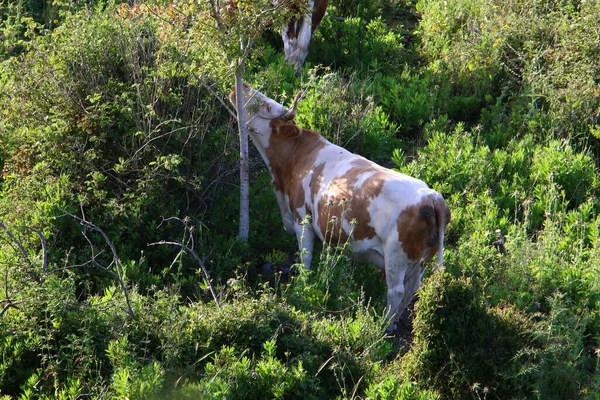 Ένα Κοπάδι Αγελάδων Βόσκει Ένα Ξέφωτο Δάσους — Φωτογραφία Αρχείου