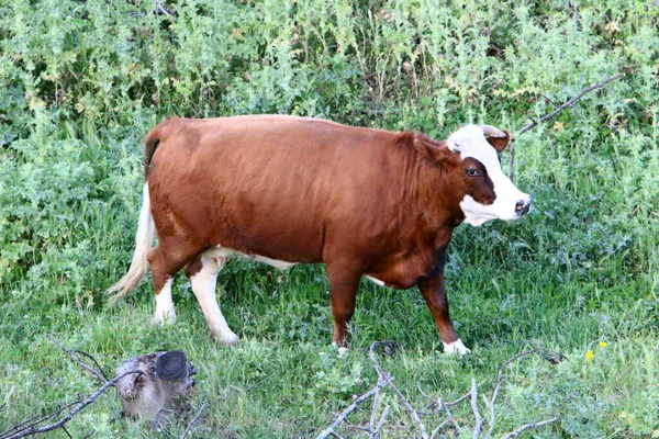 Troupeau Vaches Paissent Dans Une Clairière — Photo