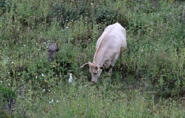 Стадо Коров Пасутся Лесной Поляне — стоковое фото