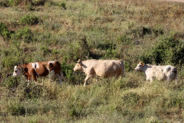 Branco Mucche Pascola Una Radura Forestale — Foto Stock