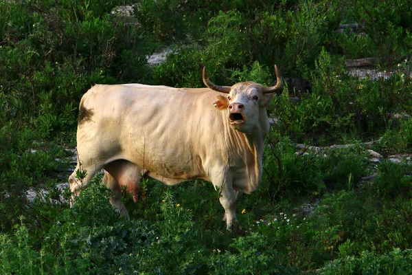 牛の群れが森の中で放牧されている — ストック写真
