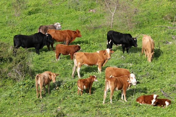 Una Manada Vacas Está Pastando Claro Bosque —  Fotos de Stock
