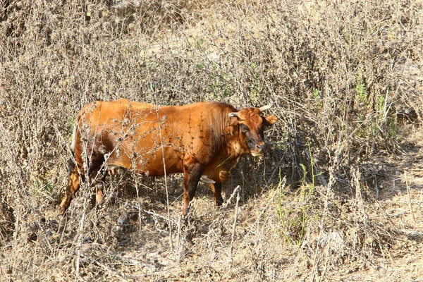 Eine Herde Kühe Weidet Auf Einer Waldlichtung — Stockfoto