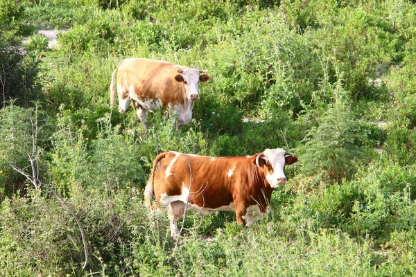 一群奶牛在一片森林里吃草 — 图库照片