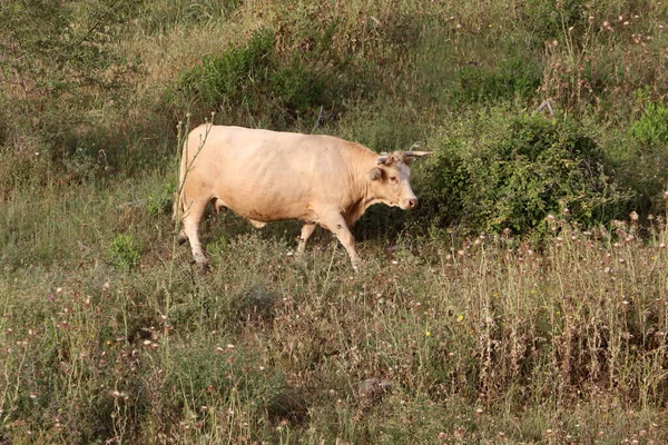 一群奶牛在一片森林里吃草 — 图库照片