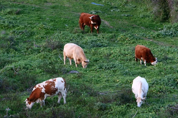 Herd Cows Grazing Forest Clearing — Stock Photo, Image