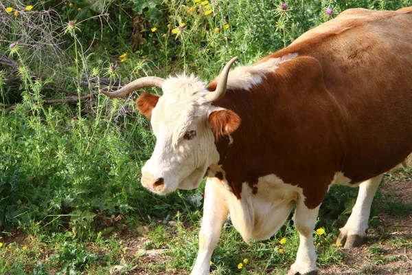Una Manada Vacas Está Pastando Claro Bosque — Foto de Stock