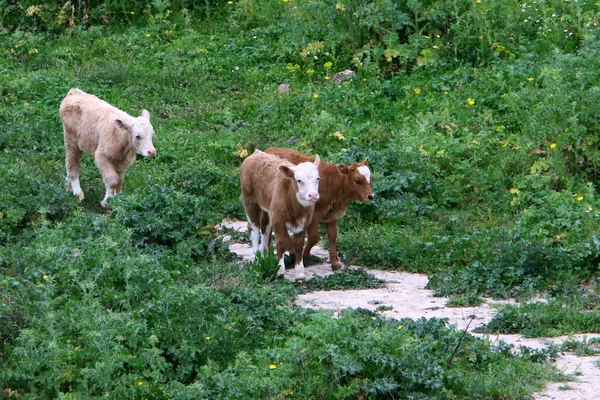 Uma Manada Vacas Está Pastando Uma Clareira Florestal — Fotografia de Stock