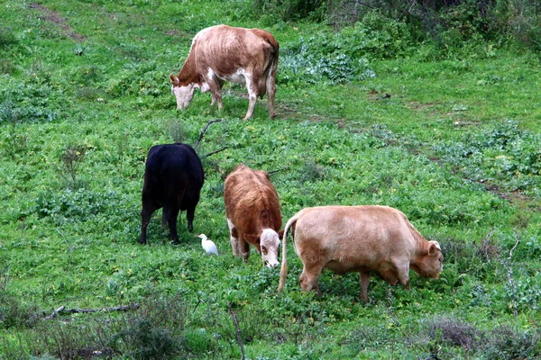 Eine Herde Kühe Weidet Auf Einer Waldlichtung — Stockfoto