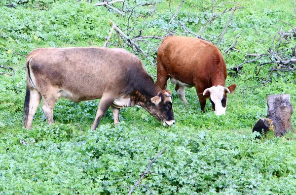 Uma Manada Vacas Está Pastando Uma Clareira Florestal — Fotografia de Stock