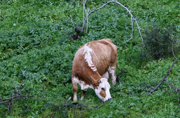 Стадо Коров Пасутся Лесной Поляне — стоковое фото