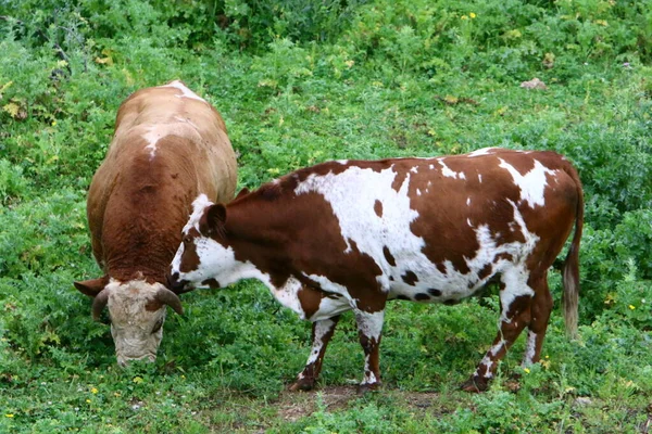 Una Manada Vacas Está Pastando Claro Bosque Imagen De Stock