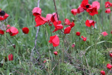 Anemone bir şehir parkındaki açıklıkta çiçek açtı..