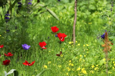 Anemone bir şehir parkındaki açıklıkta çiçek açtı..