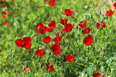 Anemone bir şehir parkındaki açıklıkta çiçek açtı..