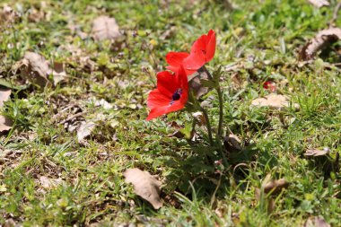 Anemone bir şehir parkındaki açıklıkta çiçek açtı..