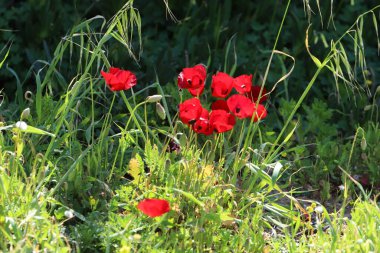 Anemone bir şehir parkındaki açıklıkta çiçek açtı..