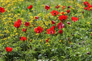 Anemone bir şehir parkındaki açıklıkta çiçek açtı..