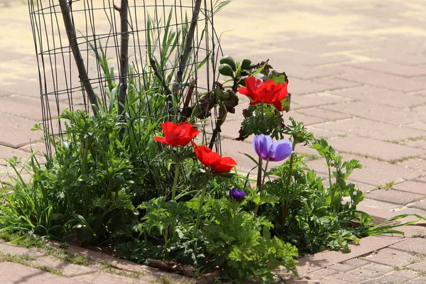 Anémone Fleurit Dans Une Clairière Dans Parc Municipal — Photo