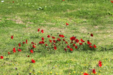 Anemone bir şehir parkındaki açıklıkta çiçek açtı..
