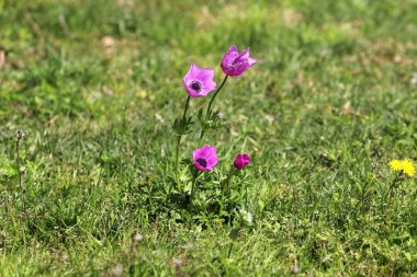 Anemone bir şehir parkındaki açıklıkta çiçek açtı..