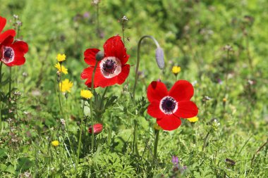 Anemone bir şehir parkındaki açıklıkta çiçek açtı..